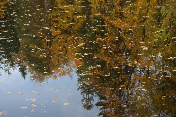 Estanque en otoño con hojas flotando en él en otoño — Foto de Stock