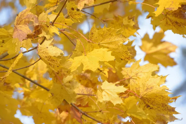 Foglie d'acero giallo autunno — Foto Stock