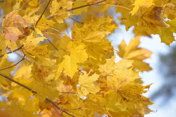 Herfst gele esdoorn bladeren — Stockfoto