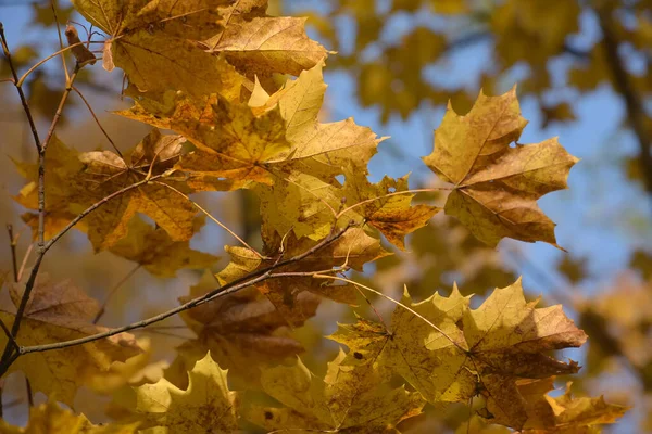 Foglie d'acero giallo autunno — Foto Stock