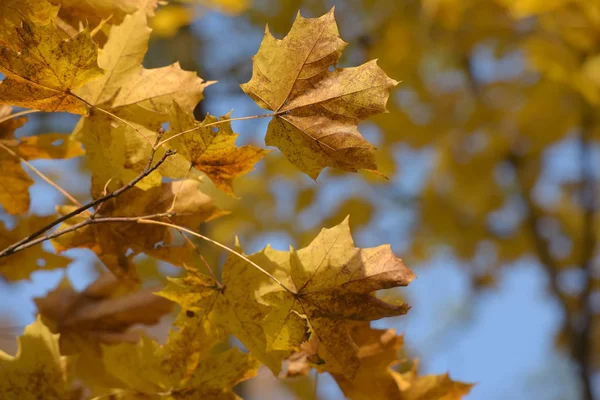 Herfst gele esdoorn bladeren — Stockfoto