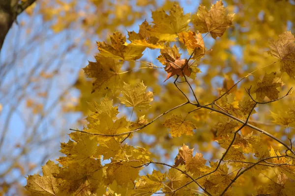 Autumn yellow maple leaves — Stock Photo, Image