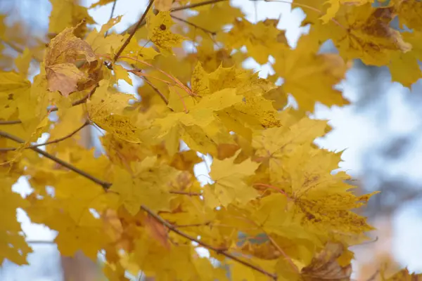 秋天的黄枫叶 — 图库照片