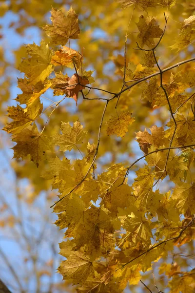 Hojas de arce amarillo otoño —  Fotos de Stock