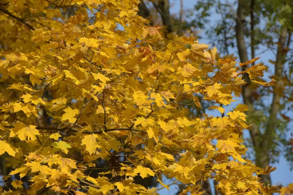 Осенние желтые кленовые листья — стоковое фото