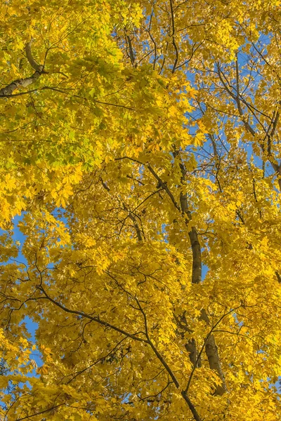 Autumn yellow birch leaves — Stock Photo, Image