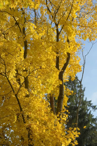 Autumn yellow birch leaves — Stock Photo, Image