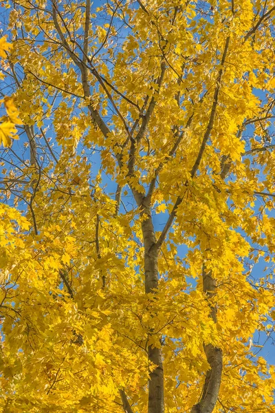 Feuilles de bouleau jaune d'automne — Photo