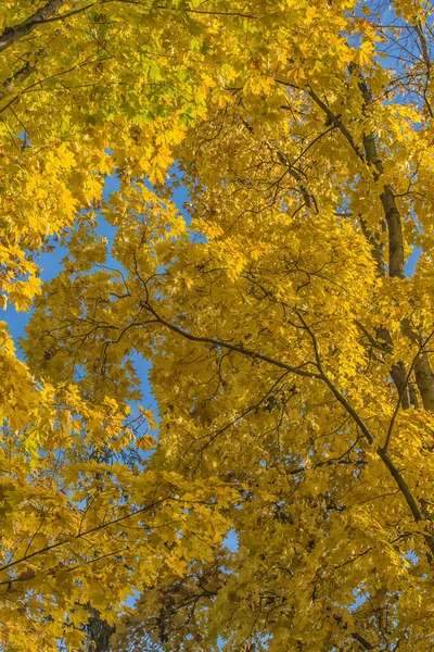 Herbstliche gelbe Birkenblätter — Stockfoto