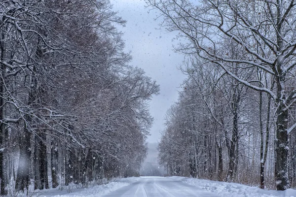 Árboles a lo largo de un camino nevado — Foto de Stock