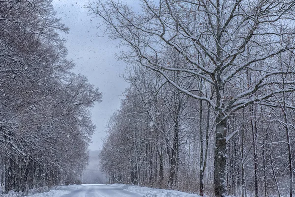 Karlı bir yol boyunca ağaçlar — Stok fotoğraf