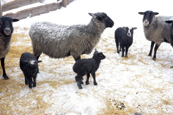 Маленькие овцы зимой в загоне — стоковое фото