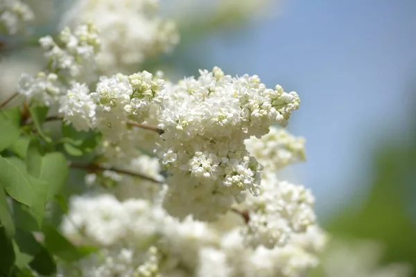 Lilás branco em um arbusto — Fotografia de Stock