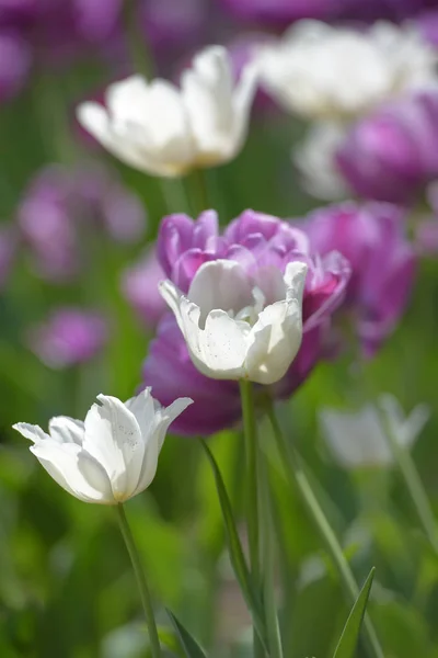 Tulipas roxas e brancas em um gramado — Fotografia de Stock