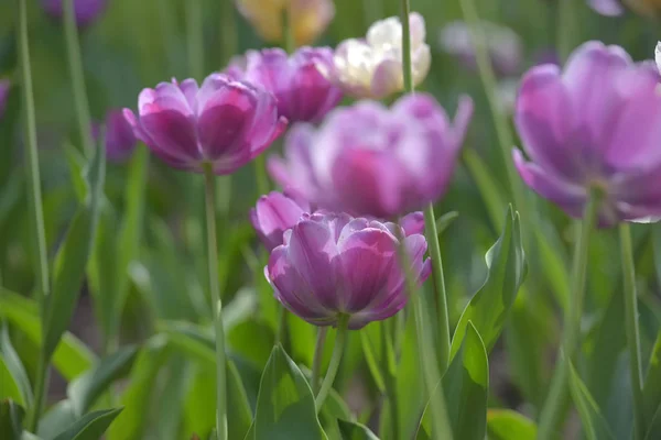 Tulipas roxas e brancas em um gramado — Fotografia de Stock