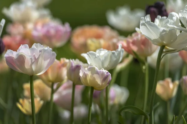 Weiß mit zartrosa Tulpen auf dem Rasen — Stockfoto