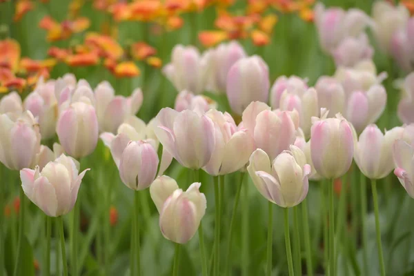 芝生の上の白とオレンジのチューリップ — ストック写真