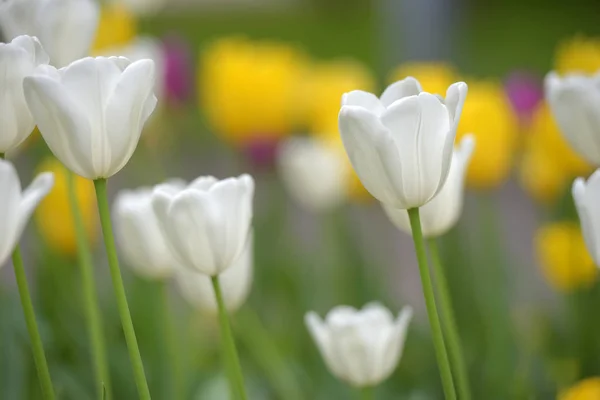 Fehér és sárga tulipán a gyepen — Stock Fotó