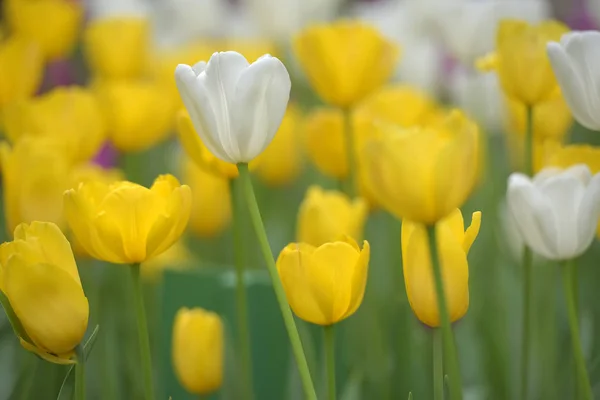 Fehér és sárga tulipán a gyepen — Stock Fotó
