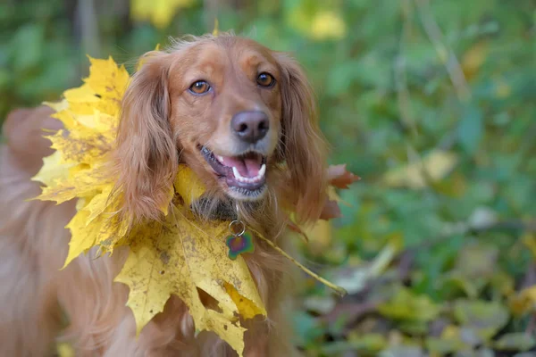 Spaniel con foglie d'acero autunnali — Foto Stock