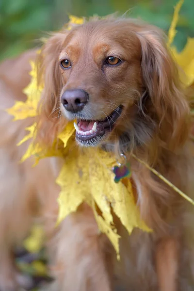 Spaniel with autumn maple leaves — 스톡 사진