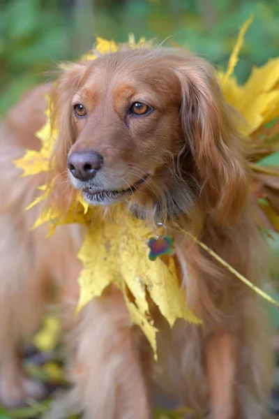 Spaniel com folhas de bordo de outono — Fotografia de Stock