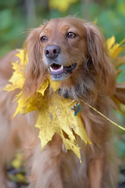 Spaniel with autumn maple leaves — Stock Photo, Image