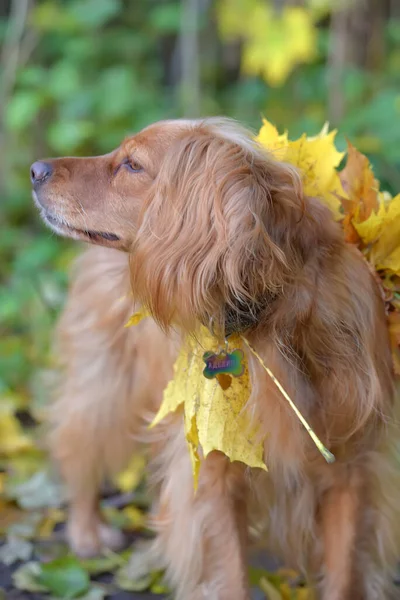 Spaniel con foglie d'acero autunnali — Foto Stock