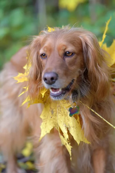 Spaniel with autumn maple leaves — Stock Photo, Image