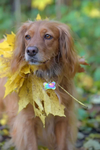 Spaniel z liśćmi klonu jesiennego — Zdjęcie stockowe