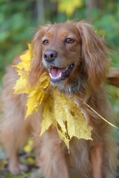 Spaniel with autumn maple leaves — Stock Photo, Image