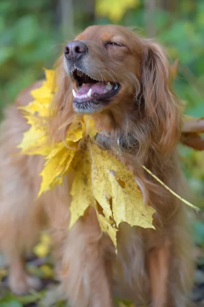 Spaniel com folhas de bordo de outono — Fotografia de Stock