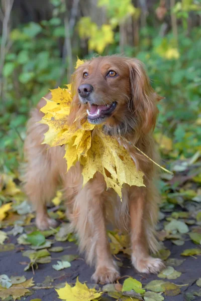 Spaniel com folhas de bordo de outono — Fotografia de Stock