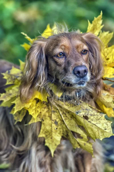 Spaniel mit Ahornblättern im Herbst — Stockfoto