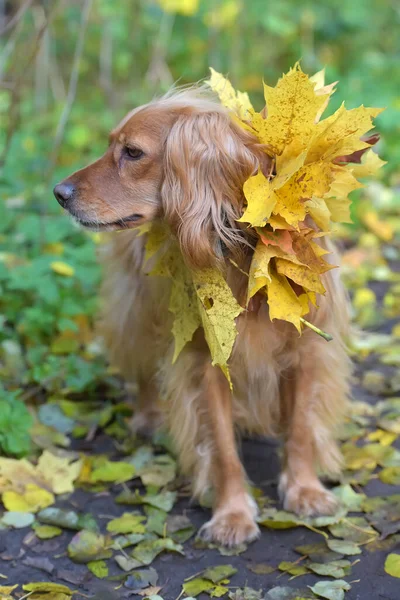 Spaniel com folhas de bordo de outono — Fotografia de Stock