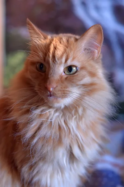 Portrait de chat pelucheux rouge — Photo