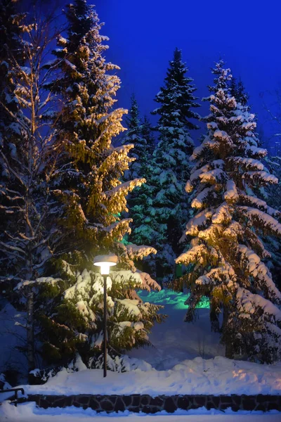 Parco con alberi di Natale innevati con illuminazione notturna — Foto Stock