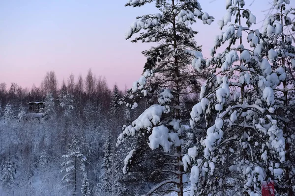 Parque de invierno con árboles nevados —  Fotos de Stock