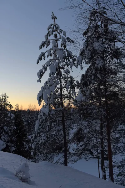눈 덮인 나무와 겨울 공원 — 스톡 사진
