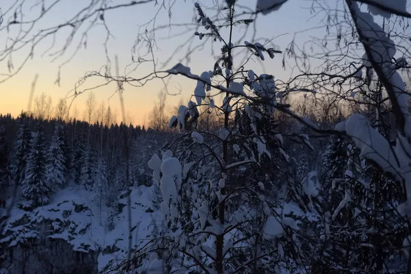 Parc d'hiver avec des arbres enneigés — Photo