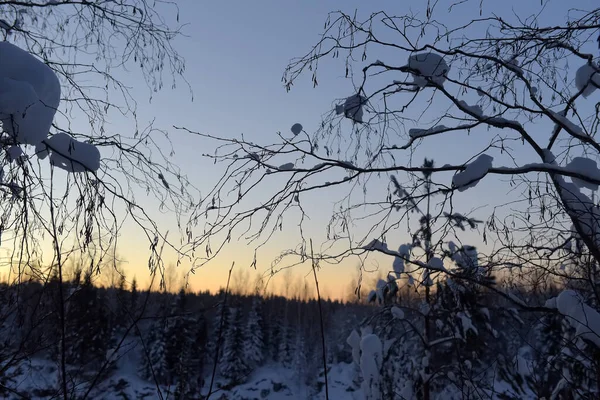 Зимний парк с снежными деревьями — стоковое фото