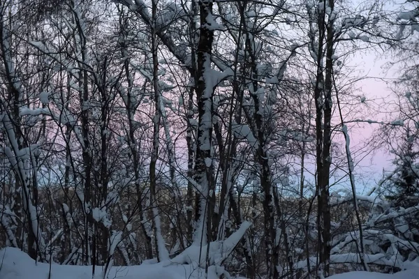 冬雪の木公園 — ストック写真