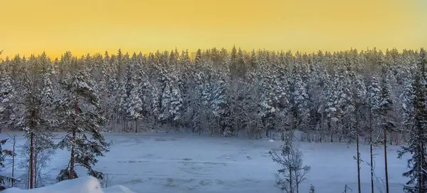 雪の木の冬の森 — ストック写真