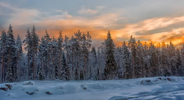 Foresta invernale con alberi innevati — Foto Stock