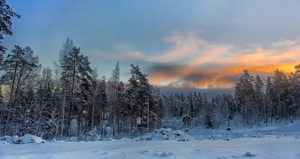 Zimní les se zasněženými stromy — Stock fotografie