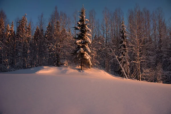 Snow-covered expanse and trees — 스톡 사진