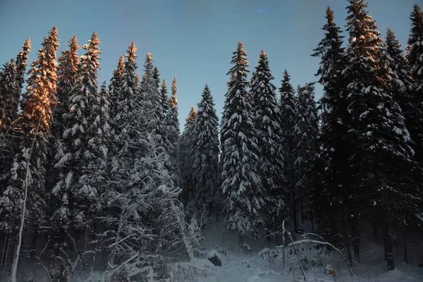Spruce in the snowy winter forest — 스톡 사진