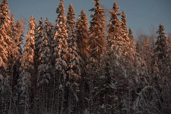 Smrk v zasněženém zimním lese — Stock fotografie