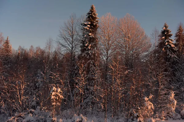 Épinette dans la forêt enneigée d'hiver — Photo