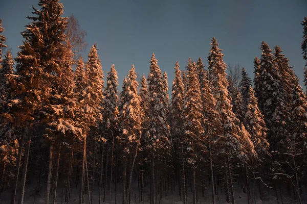 雪の冬の森の中のトウヒ — ストック写真